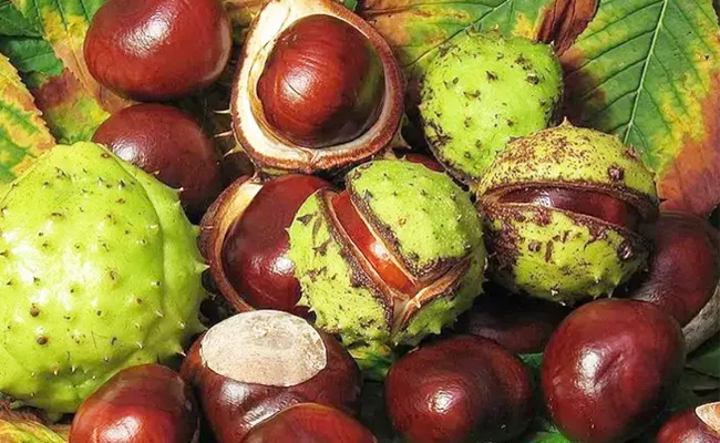 Horse chesnut fruit